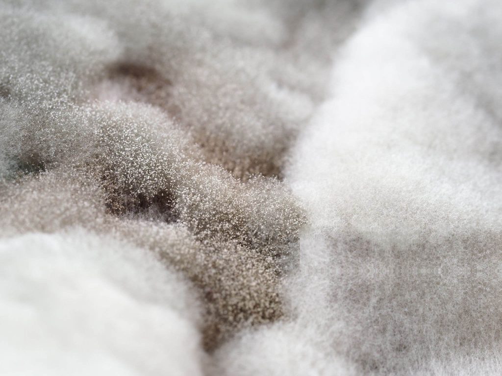 retail pashmina certification